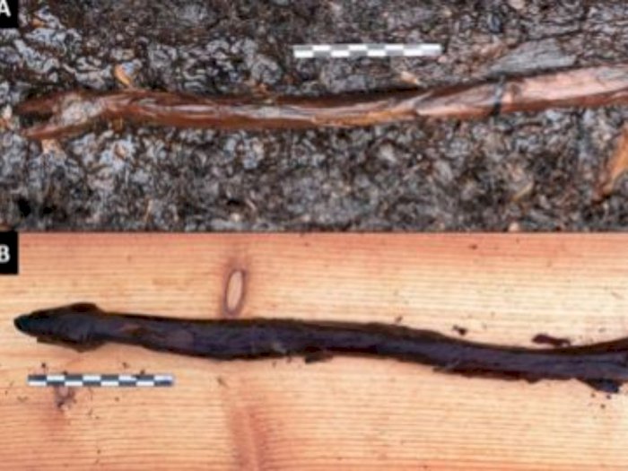 Penemuan Tongkat Kayu Berbentuk Ular yang Berusia 4.400 Tahun! 