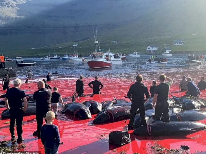 Pemburu Kepulauan Faroe Membantai 175 Paus Pilot, Membuat Air Laut Menjadi Merah
