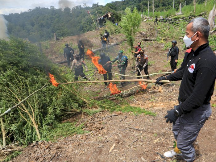 Sebanyak 630 Ribu Batang Ganja Dimusnahkan Polisi di Nagan Raya Aceh