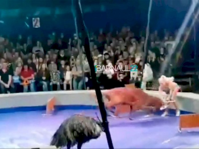 Pelatih Sirkus Wanita Ditanduk Rusa saat Tampil di Depan Penonton