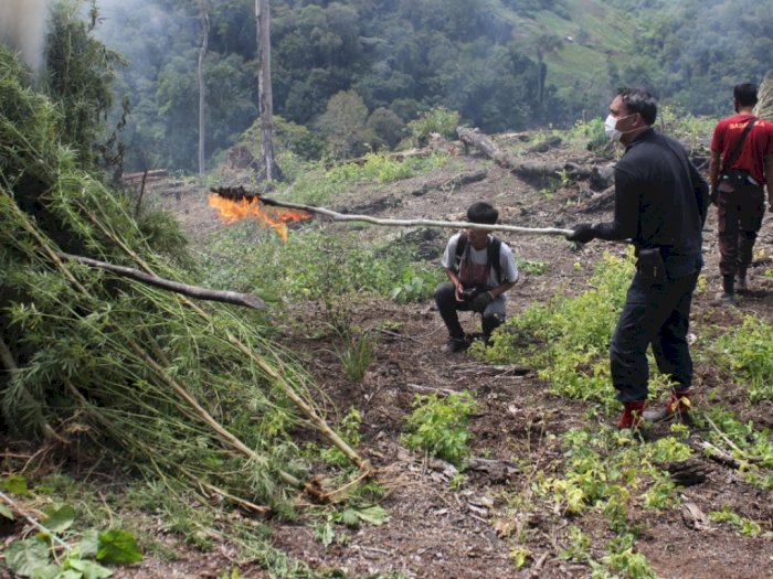 7 Hektar Ladang Ganja di Aceh Dimusnahkan Polisi, Empat Orang Jadi Tersangka