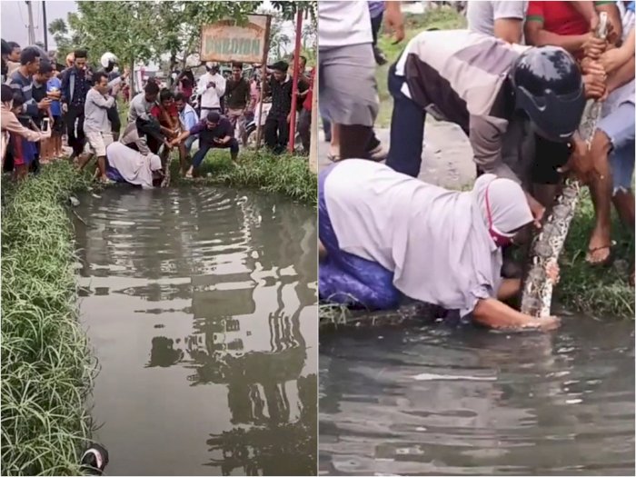 Viral Aksi Heroik Emak-emak Tangkap Ular Piton Besar dari Selokan, Netizen: Jagoan!