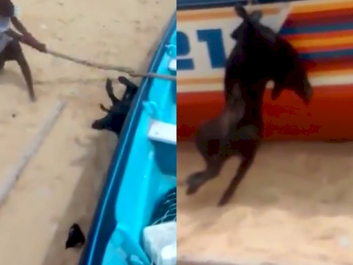 Viral Video Pemuda Secara Brutal Menyiksa Anjing Peliharaan Sampai Mati, Warganet Marah!