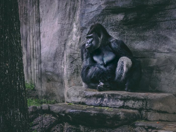 Kelompok Gorilla Ini Berhasil Menemukan Ular Kecil di  Kandang Mereka