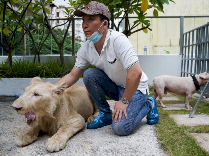 FOTO: Singa Peliharaan yang Disita di Kamboja Dikembalikan ke Pemiliknya