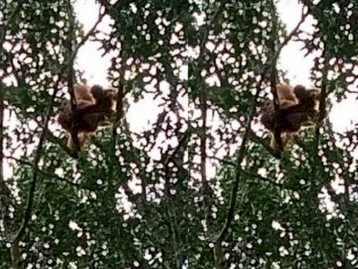 Orangutan Tapanuli Terekam Kamera Merusak Pohon Durian Warga di Sipirok