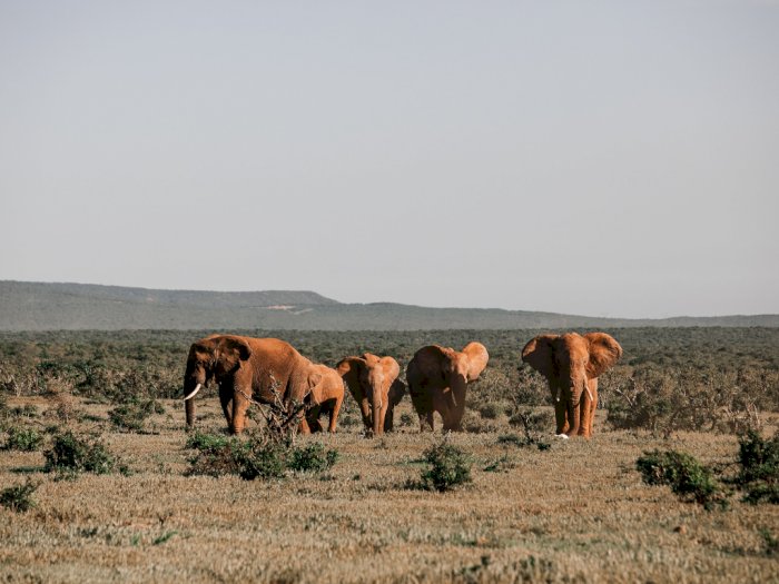 Pertama Kali dalam Sejarah, Gajah Kebun Binatang akan Dilepasliarkan di Kenya