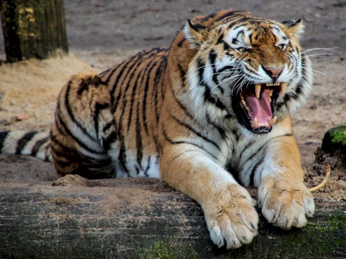 Kebun Binatang Ini Melakukan Vaksinasi pada Harimau Hingga Beruang, Untuk Apa?