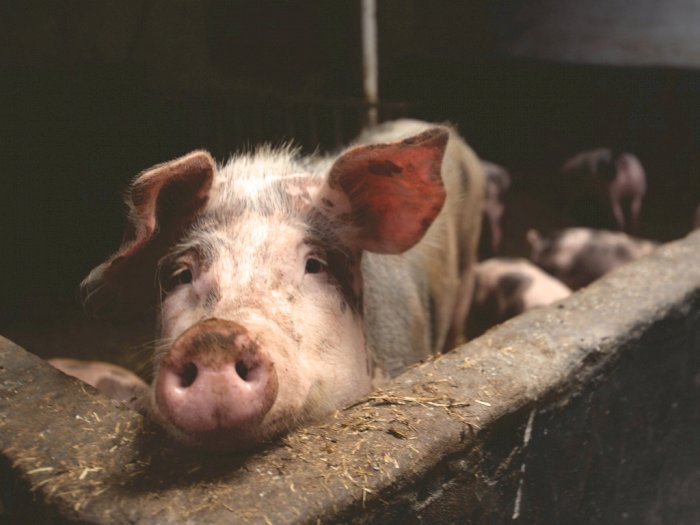 Demam Babi Melanda Peternakan di Sichuan China, Peternak Kecil Paling Berdampak
