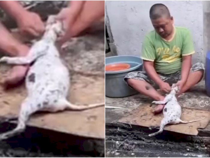 Viral Kucing Disembelih Pria di Grobogan, Dagingnya Dimakan Sendiri
