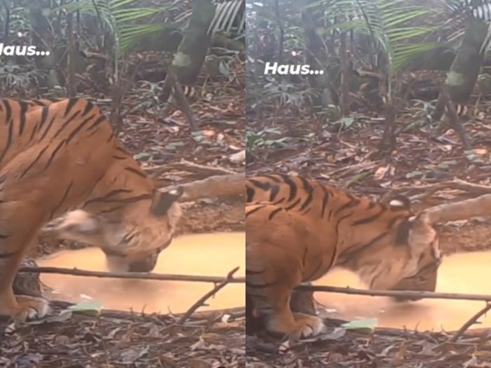 Video Seekor Harimau Sumatera di Taman Nasional Gunung Leuser Terekam Minum di Kubangan