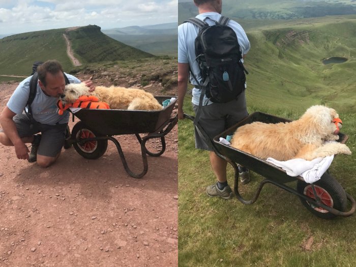 Haru! Pria Ini Bawa Anjingnya yang Menderita Leukimia ke Gunung untuk Perjalanan Terakhir