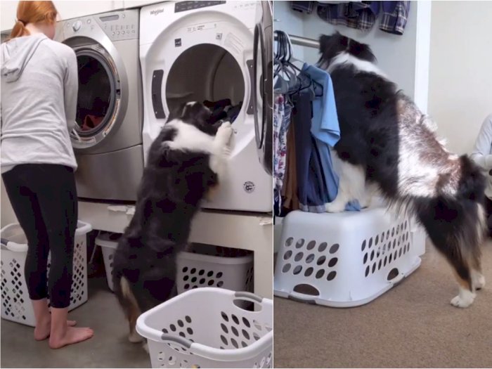 Gemas! Anjing Pintar Ini Bisa Bantu Pemiliknya Mencuci Pakaian