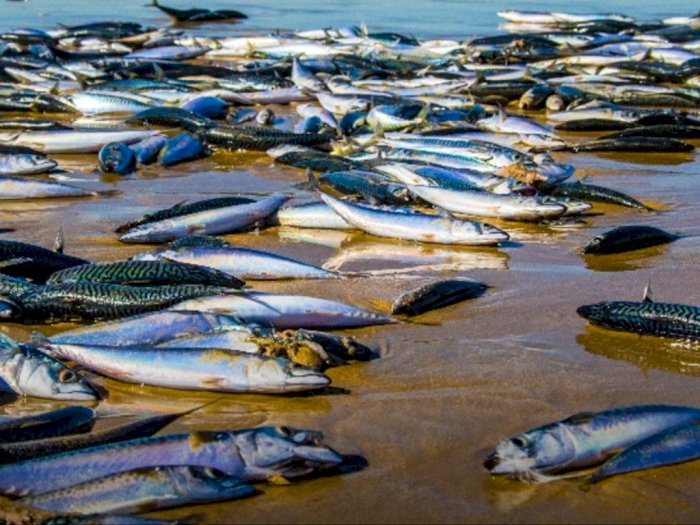 Lebih dari 1 Miliar Spesies Laut 'Dimasak' di Bawah Air karena Gelombang Panas Ekstrim