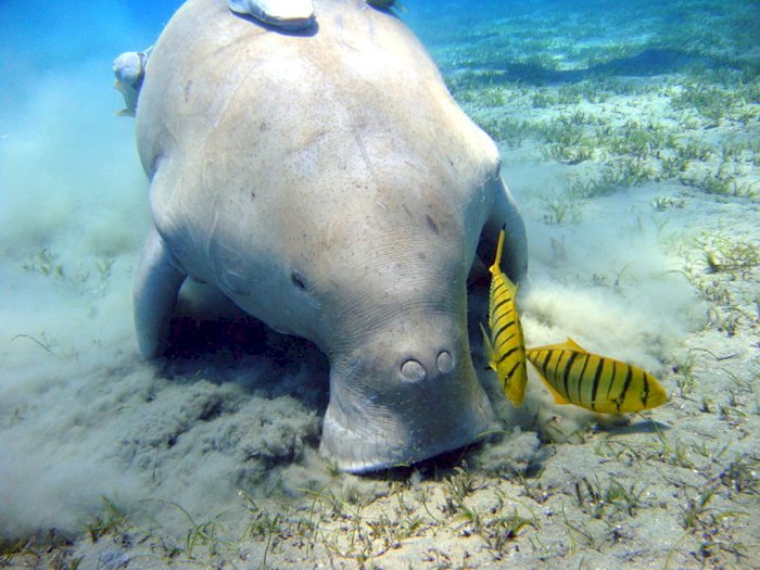 Sepanjang 2021 Ini, Terdapat 841 Ekor Dugong Mati di  Florida