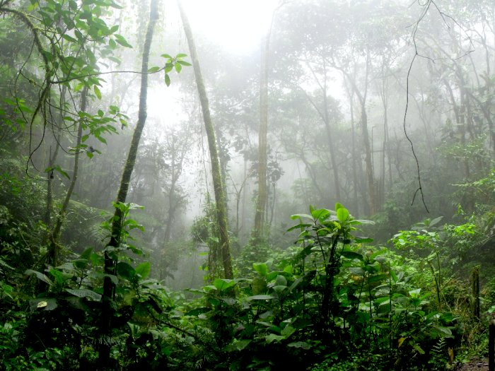 Studi Penelitian: Amazon Resmi Mengeluarkan 1,1 Miliar Ton CO2 dari Gas Rumah Kaca