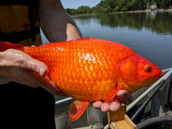 Sebanyak Puluhan Ikan Mas Berukuran Besar Ditemukan di Danau Minnesota
