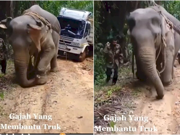 Sedih, Gajah Dijadikan Budak Tarik Truk yang Kejebak Lumpur, Dicambuki Pakai Rotan