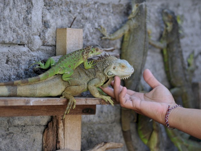 FOTO: Budi Daya Iguana