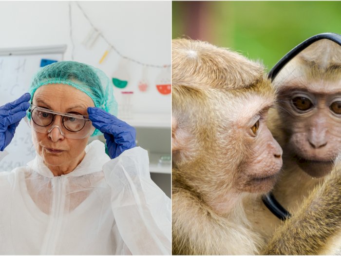 Dokter Hewan di China Meninggal karena Virus Monkey B yang Ditemukan pada Primata