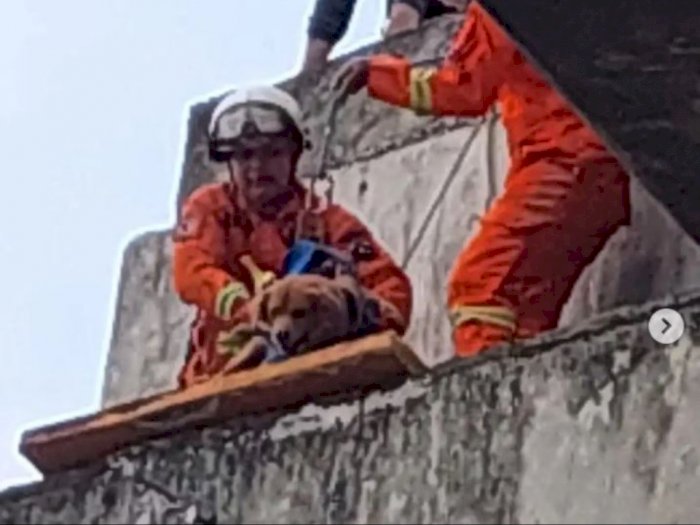 Detik-Detik Petugas BPBD Selamatkan Anjing yang Terjebak di Atas Rel Kereta, Mengharukan