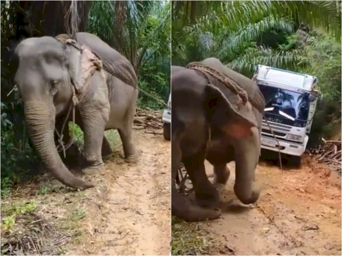 Sedih! Gajah ini Dipaksa Tarik Truk di Jalan yang Berlumpur, Bikin Netizen Murka