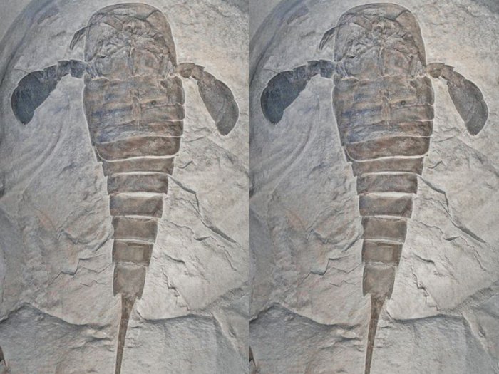 Peneliti Temukan Trilobit 450 Juta Tahun Lalu Kemungkinan Diserang 'Kalajengking Laut'