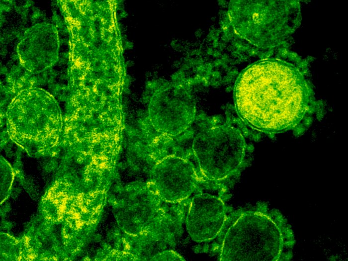 Peneliti Temukan Bahwa Virus Flu Biasa Berasal Lebih dari 700.000 Tahun Lalu!