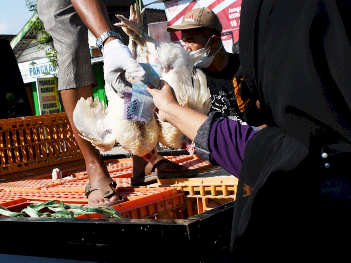 Pasca Iduladha, Harga Ayam Ras di Pasaran Medan Terus Bergerak Naik, Jadi Rp35 Ribu per Kg