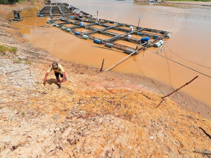 FOTO: Sungai Batanghari Terancam Abrasi