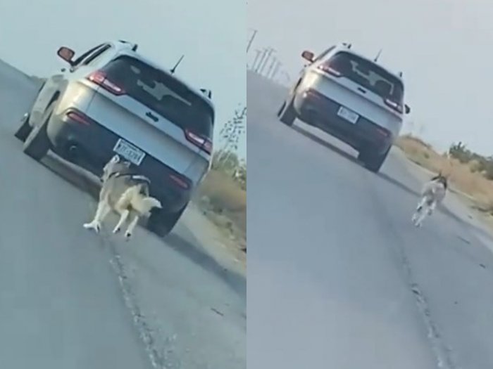 Viral Video Kekejaman Terhadap Seekor Hewan, Pria Ini 'Buang' Anjingnya di Tepi Jalan