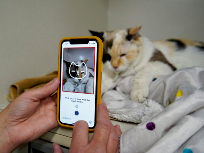 Perusahaan di Kanada Buat Aplikasi Tably, Bisa Deteksi Kesehatan Kucing