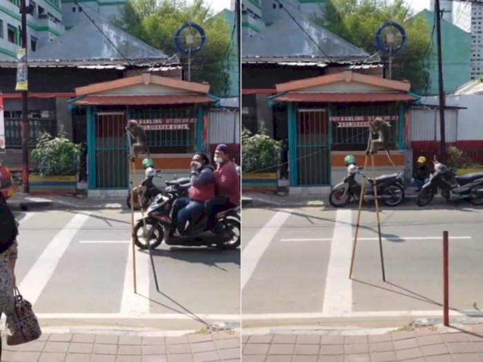 Viral Aksi Topeng Monyet Main Egrang di Pinggir Jalan Jakut, Netizen Ramai Kecam Pawangnya