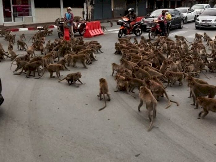 Viral Video Ratusan Monyet 'Tawuran' di Tengah Jalan dan Mengganggu Lalu Lintas