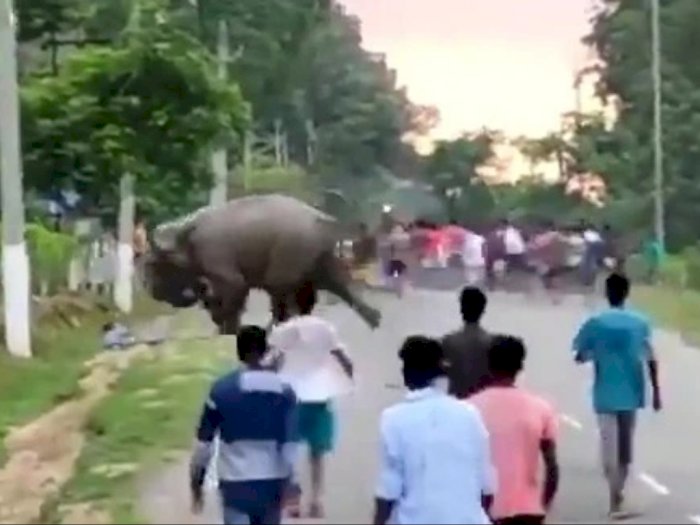 Ikut Menggoda Kawanan Gajah yang Lewat di Jalan, Bocah Ini Tewas Diinjak