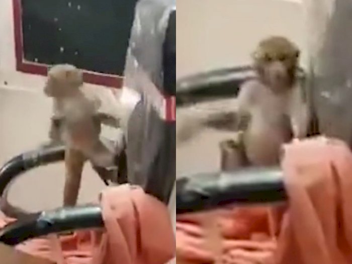 Video Monyet Bermain-main di Kursi Kepala Sekolah Viral, Bikin Netizen Ngakak