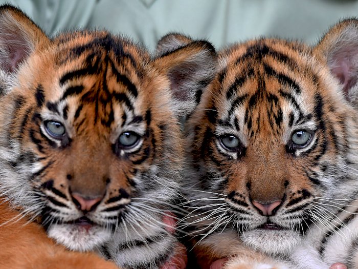 FOTO: Melihat Bayi Harimau Sumatera di Taman Safari Prigen