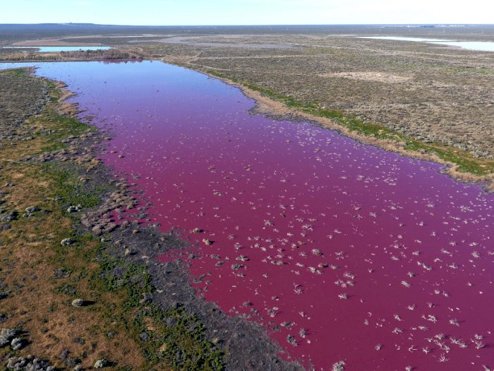 FOTO: Danau di Argentina Berubah Warna Merah Muda Akibat Polusi