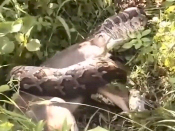 Viral Ular Anaconda Raksasa Memakan Anak Sapi Utuh, Videonya Bikin Ngeri!