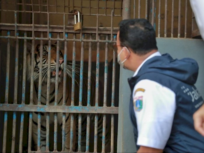 Dua Harimau Sumatera di Ragunan Positif COVID-19, Alami Gejala Flu, Lemas dan Sesak Napas