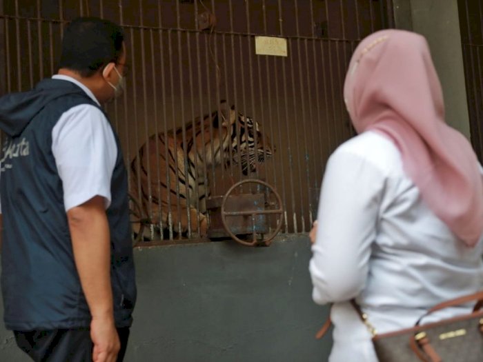 Ragunan Pastikan Tak Ada Satwa Lain yang Terpapar COVID-19, Hanya Harimau Sumatera
