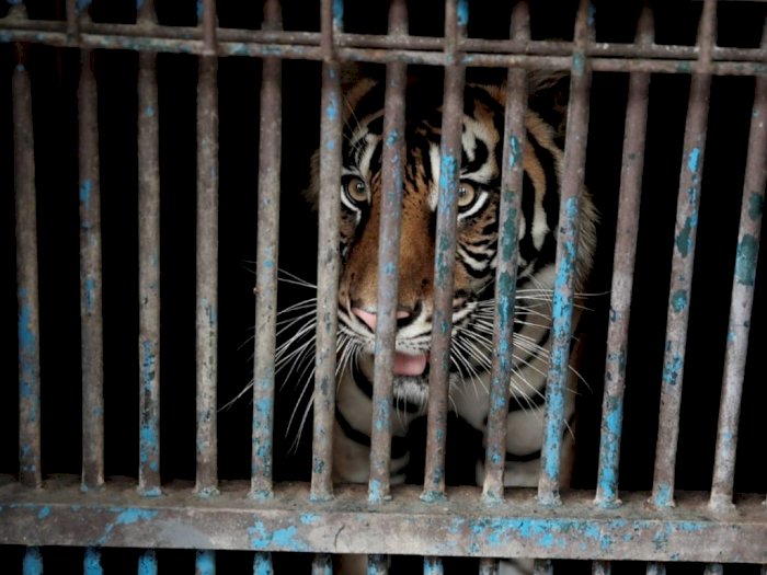 Anies Baswedan Kunjungi Harimau Positif COVID-19 di Ragunan: Alhamdulillah Berangsur Pulih