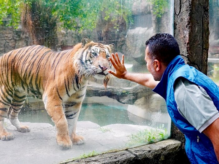 Momen Haru Ijeck Bertemu Harimau Kesayangannya, Bikin Netizen Baper