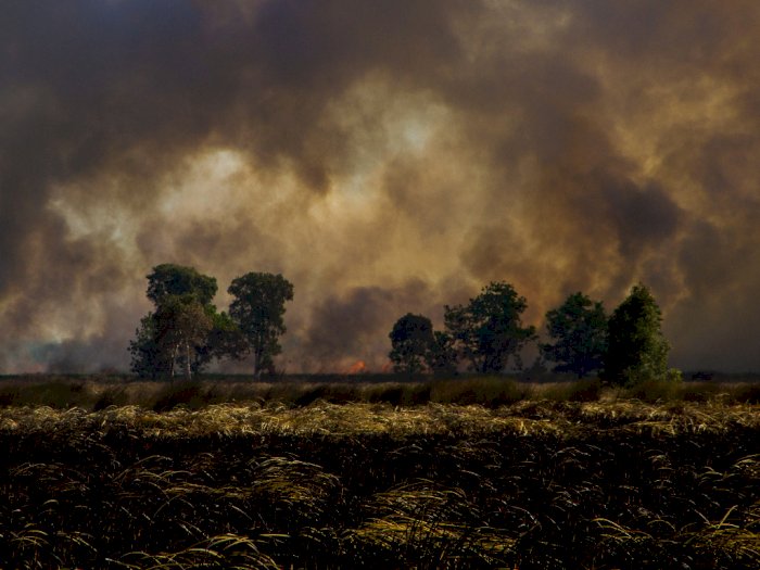 FOTO: Kebakaran Hutan dan Lahan di Kalimantan Selatan