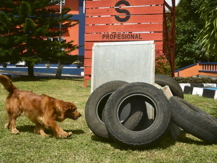 FOTO: Pelatihan Anjing SAR Manado
