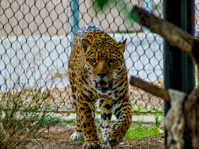 Pria Ini Dilarikan ke Rumah Sakit Usai Nekat Melompat ke Kandang Jaguar