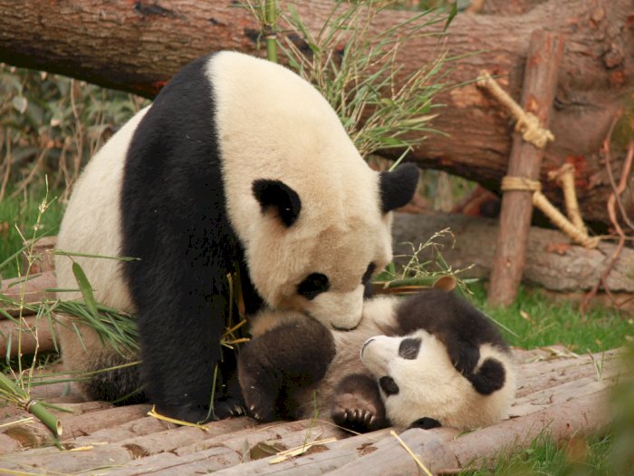 Panda Ini Lahirkan Bayi Kembar di Kebun Bintang Prancis!