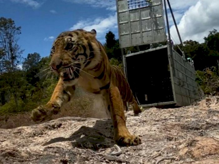  Tak Sadar Kandangnya Terbuka, Wanita Muda Ini Tewas Digigit Harimau di Taman Safari 
