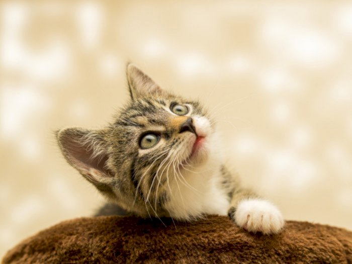 Selamat Hari Kucing Sedunia, Berikut Fakta Menarik soal Kucing