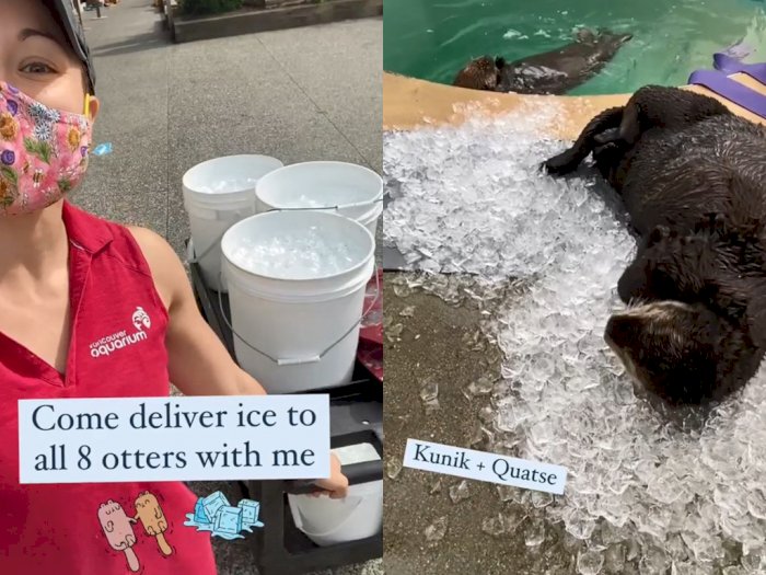 Bekerja jadi Pengantar Es Bagi Berang-Berang, Wanita  ini Tuai Respon Positif dari Netizen